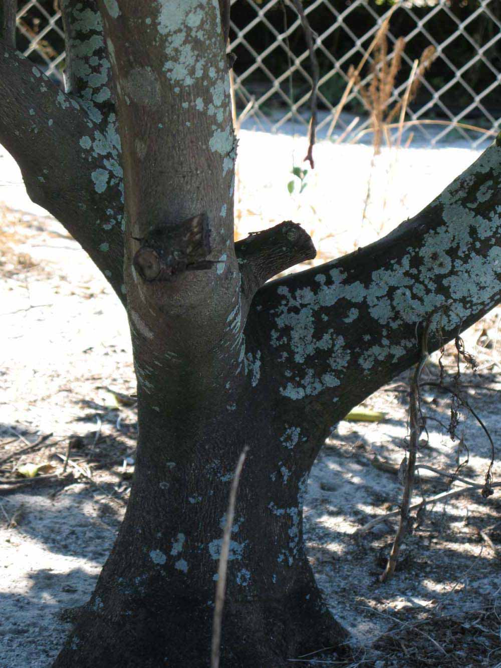            Bark (Winter Haven, FL)      